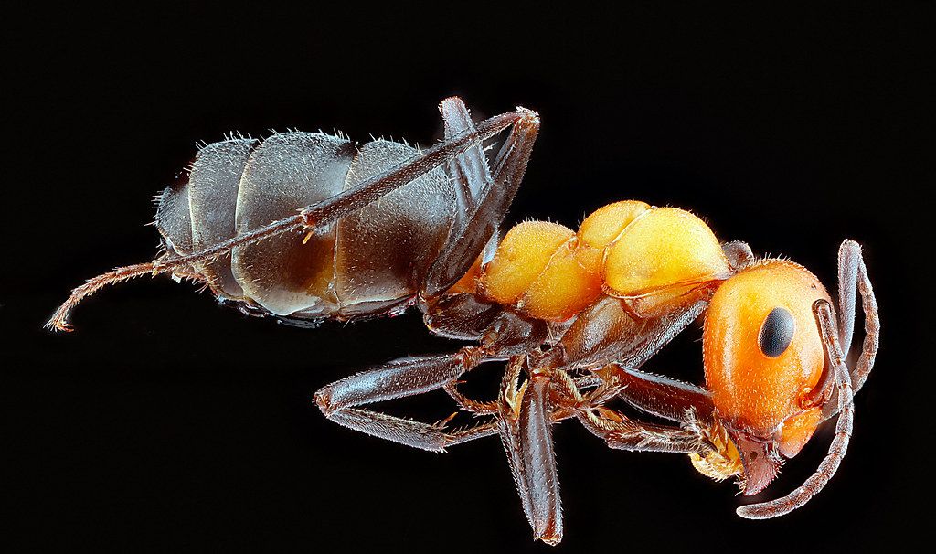 Ant Control service in Portsmouth, VA
