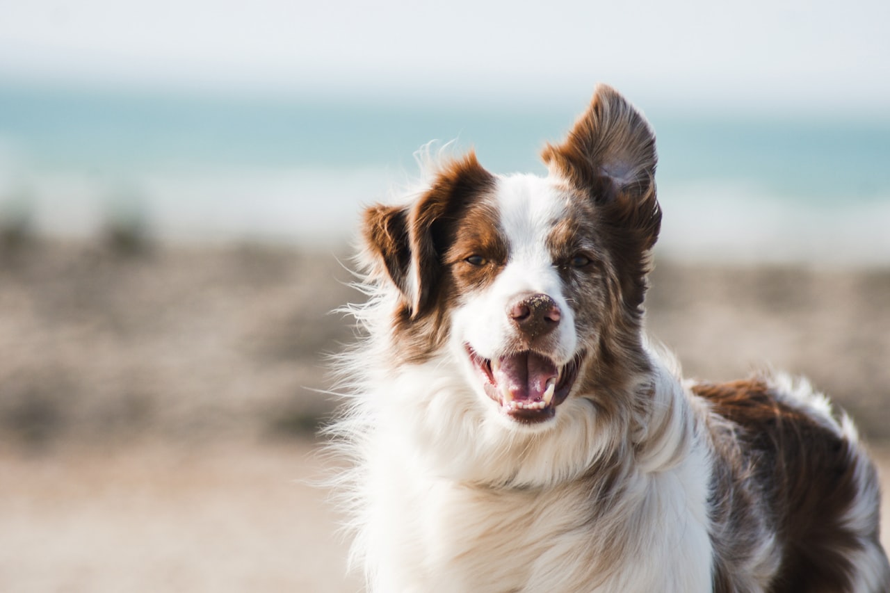Flea & Tick Control service in Portsmouth, VA