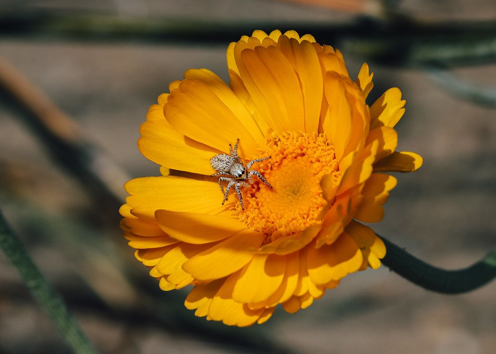Spider Control service in Portsmouth, VA